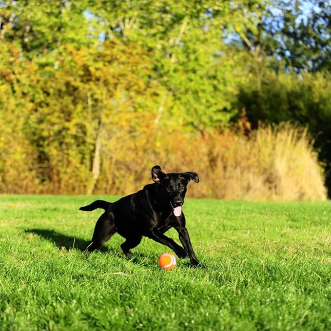 Chuckit! 6 Pack of Tennis Balls, Small, Launcher Compatible Dog Toys