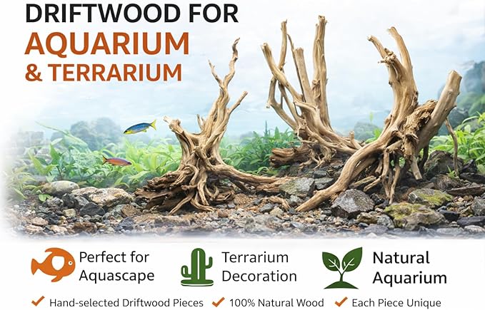 Azil spiderwood Natural Aquarium