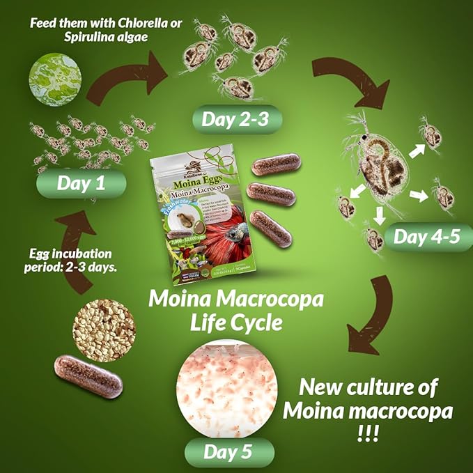 Moina macrocopa Eggs (Water Flea) - for Hatching, Freshwater Live Fish Food for Newborn Fry, Betta Fish and Other Aquatic Species. Encourages Natural Hunting Behavior in Fish. 3 Capsules