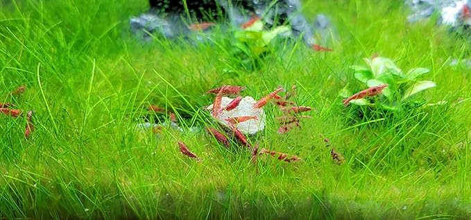 Small & Medium Calcium Feeder Disks for Shrimp, Snails, Crabs, Crayfish, Hermit Crabs, Catfish, Plecos, All Tropical Fish..2.5oz…26 Count Bag