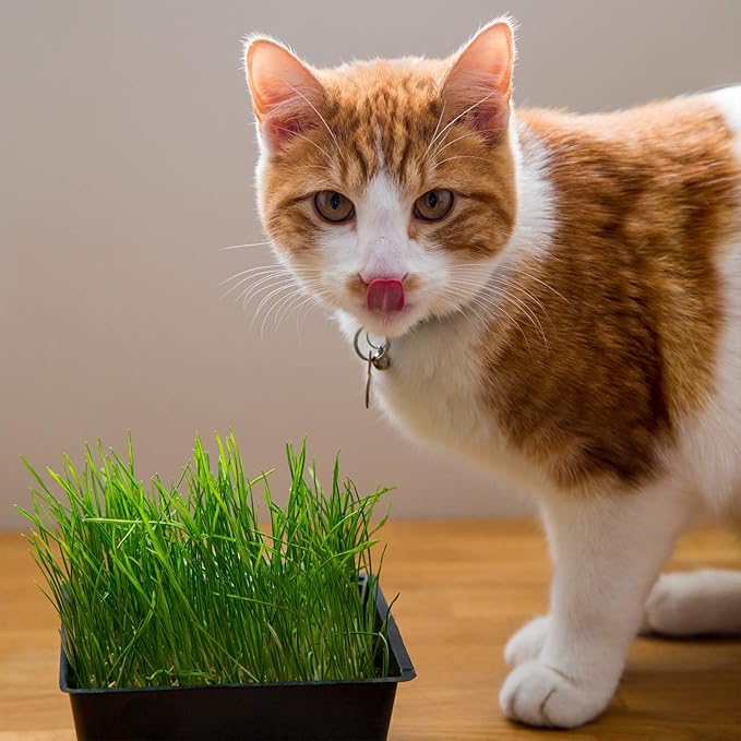 Handy Pantry Organic Cat Grass Kit - Includes 3 Trays, Soil Pucks, and 3 Packs Non GMO Wheatgrass Seed - A Healthy Treat For Cats, Dogs, Rabbits, More