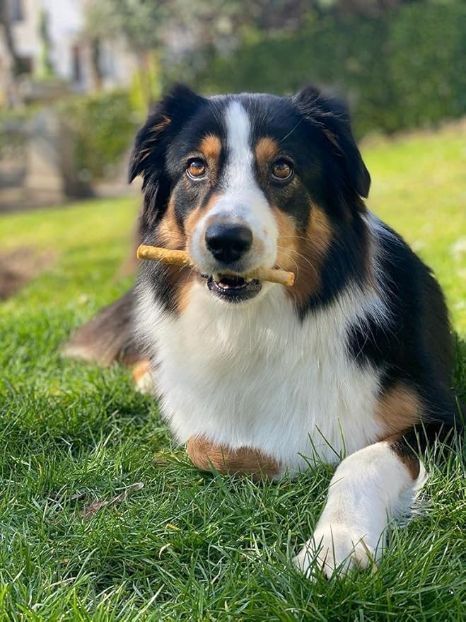 Fieldcrest Farms Nothing to Hide Natural Rawhide Alternative Small Twist Stix for Dogs -50 Pack - All Natural Easily Digestible Chews for All Breed Dogs - Great for Dental Health Plus Magnet