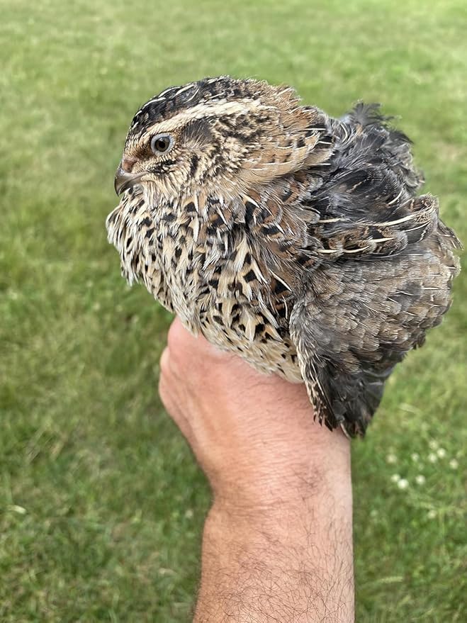 20 Large Fertile Hatching Mixed Jumbo Pharoah Coturnix,Jumbo Italian, White Quail Hatching Eggs by Fox Peak Outdoor Supply LLC.