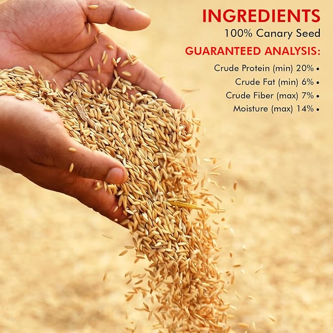Morning Bird Canary Seed 1.5 lbs – Nutrient-Rich Bird Seed – Creamy Golden Grain Powerhouse - Supports Healthy Feathers & Strong Bones – Natural Daily Nutrition for All Bird Types