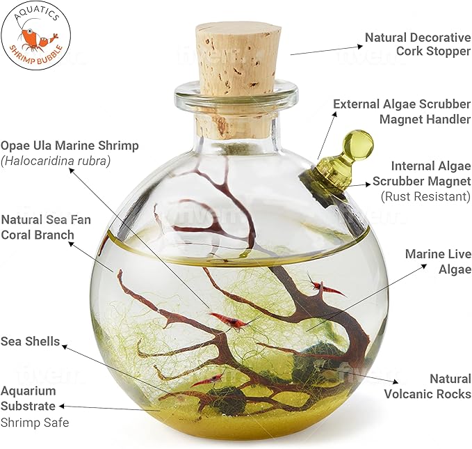 Shrimp Bubble Self-Sustaining Ecosystem - Natural. Contains Live Opae Ula Shrimp