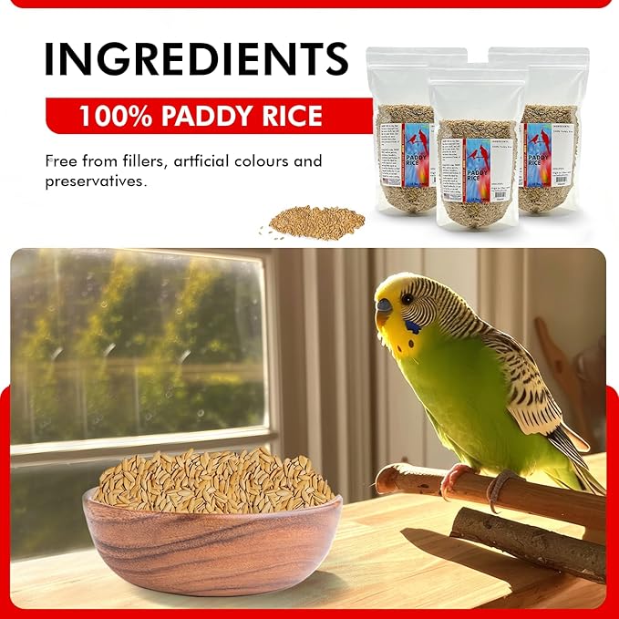 Morning Bird Paddy Rice 4.5 lbs (3-Pack, 1.5 lbs Each) Bird Seed – Nutritious Food with Natural Vitamins & Minerals – High Fiber – Supports Feather Health & Immunity – Ideal for Seed-Eating Birds