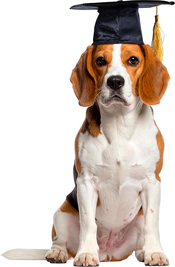 Rubies Graduate Pet Hat for Dogs or Cats, M/L