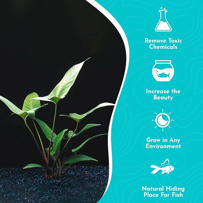 Anubias Hastifolia Bare Root - Hardy Freshwater Aquatic Plant - Create a Safe & Natural Environment for Your Aquarium Pets - Adds Natural & Stunning Beauty - Small