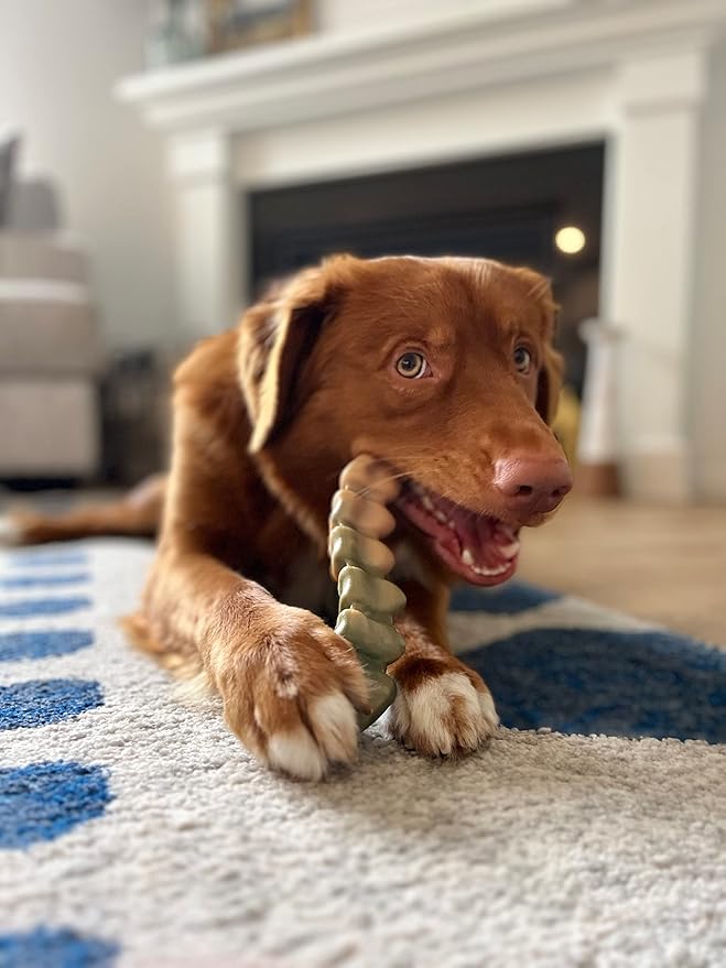 Nylabone Gator Tail Alternative Power Chew Toy for Dogs, Dog Toys for Aggressive Chewers, Chicken Flavor, Large - Up to 50 lbs, 1 Count