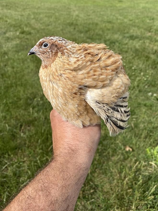 20 Large Fertile Hatching Mixed Jumbo Pharoah Coturnix,Jumbo Italian, White Quail Hatching Eggs by Fox Peak Outdoor Supply LLC.