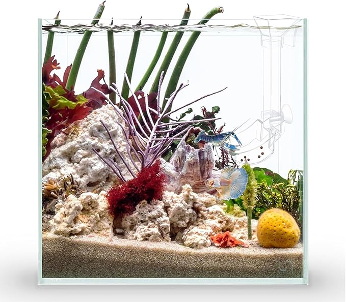 Aquarium Fish Shrimp Feeding Dish Set - Clear Feeder Tube and Dish With Cleaning Brush and Measuring Spoon for Shrimp - Prevents Food Scattering - Supplies for Small Fish