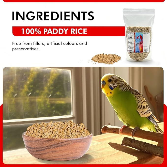 Morning Bird Paddy Rice 1.5 lbs Bird Seed for Health & Nutritious Bird Food – High Fiber with Natural Vitamins and Minerals - Supports Feathers & Immune Defense – Ideal for All Seed Eating Birds