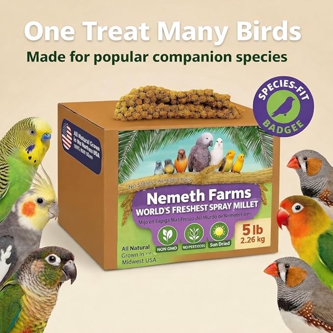 USA Grown Spray Millet for Birds – Midwest Harvest, 5 lbs Premium 100% Natural, Sun-Dried Non-GMO Whole Millet Sprays, Bird Treat for Parakeets, Budgies, Cockatiels, Conures, Lovebirds & Finches
