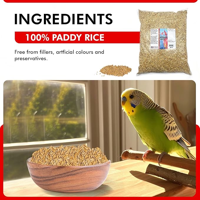 Morning Bird Paddy Rice 9 lbs Bird Seed for Health & Nutritious Bird Food – High Fiber with Natural Vitamins and Minerals - Supports Feathers & Immune Defense – Ideal for All Seed Eating Birds.