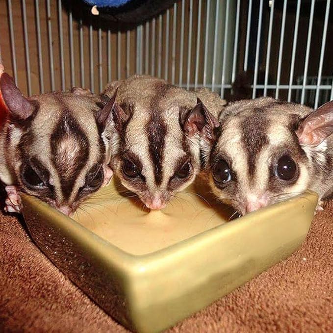 Exotic Nutrition Gliderade Nectar (1.5 lb.) - Vitamin-Enriched Healthy Nectar Supplement - Powdered Mix - Provides Necessary Carbohydrates for Sugar Gliders