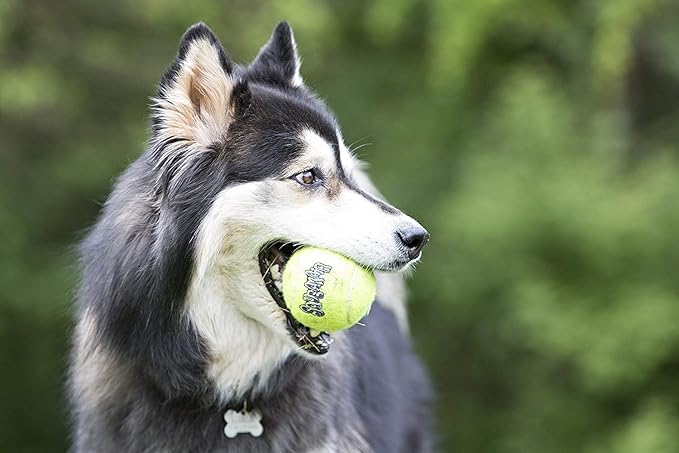 Squeaker Tennis Balls