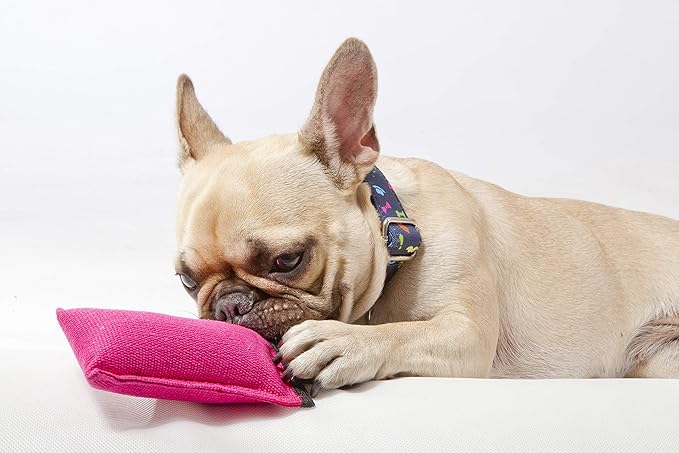 Dingo Cotton tug Toy with Handle, for Catch Retrieving and tug of war, Dog bite Pillow Floating on the Water, Four Colours, S Z30001