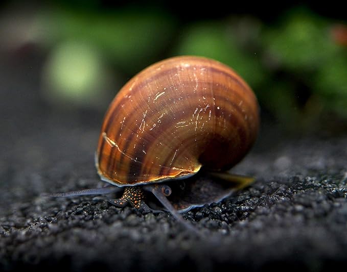 Aquatic Arts 20 Live Black Mystery Snails | Freshwater Scrubber/Real Living Aquarium Glass Clearer | Nano Tank Decorations