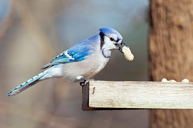 Wakefield Premium Virginia Peanuts In-Shell for Squirrels, Blue Jays & Wildlife - 25 LB Bulk Bag - Hand-Picked, Raw, Unsalted, High Protein Wild Bird & Animal Feed (50 LBS)