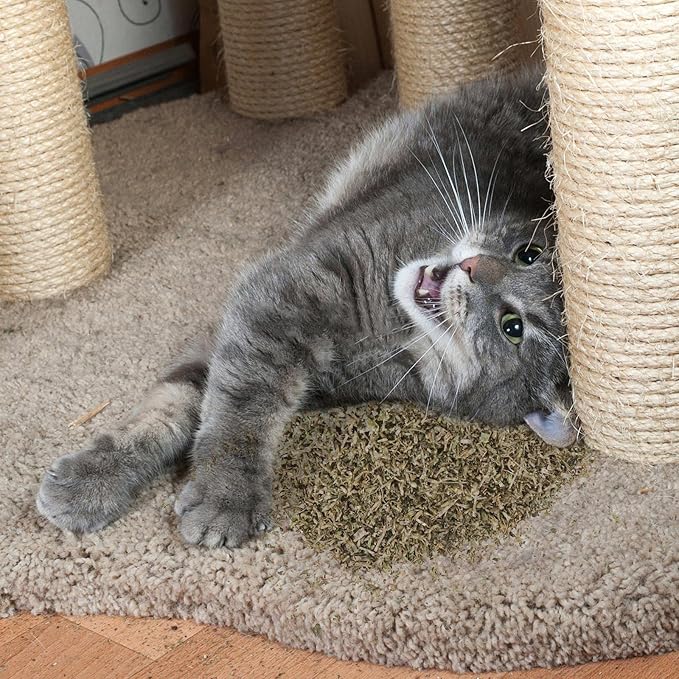 Dried Catnip, Natural Catmint, Used as a Snack or Filling Cat Toy, Delicately Dried and Sealed and Packaged for Easy Preservation (50g)