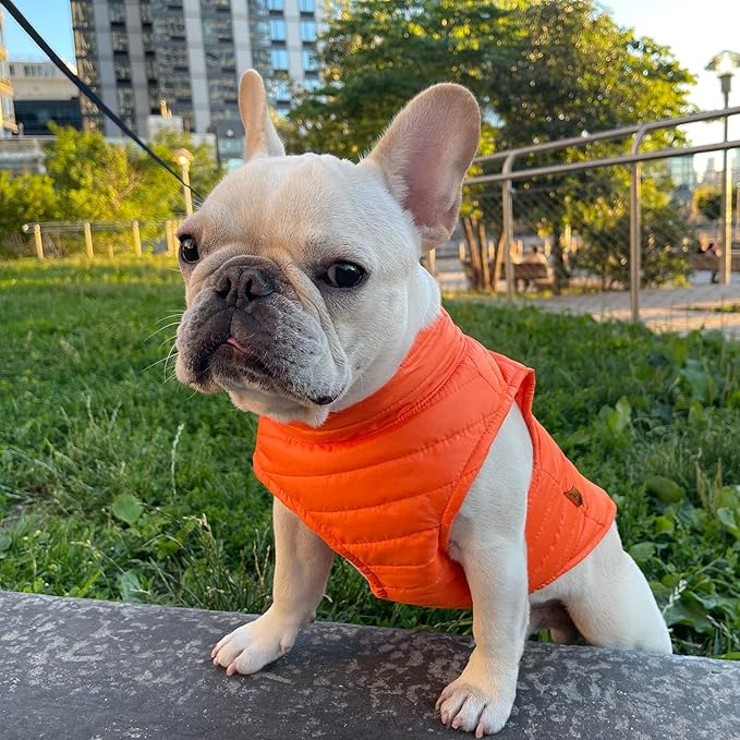 Gooby Puffer Vest Dog Jacket - Orange, Medium - Ultra Thin Zip Up Wind Breaker with Dual D Ring Leash Water Resistant for Small to Medium Dogs