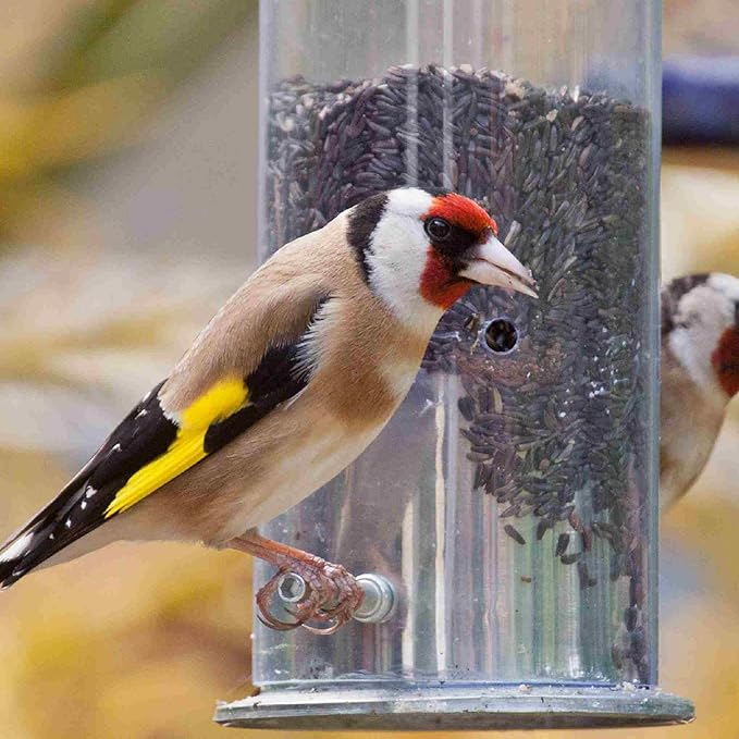 Nyjer Seeds – Premium High Energy Wild Bird Thistle Food – Finches – Garden Backyard Birds – Great for Bird Feeders