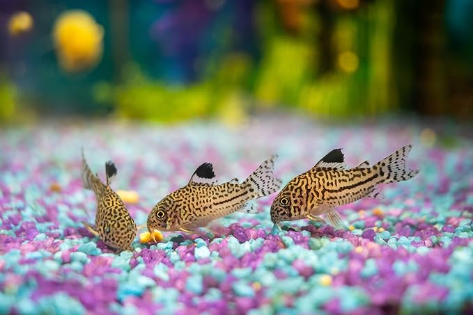 Dehydrated Cory Catfish Treats with Bug Wafers,Krill & Spirulina,Bottom Feeders,Pleco,Snail, Shrimp DCCBW (8oz)