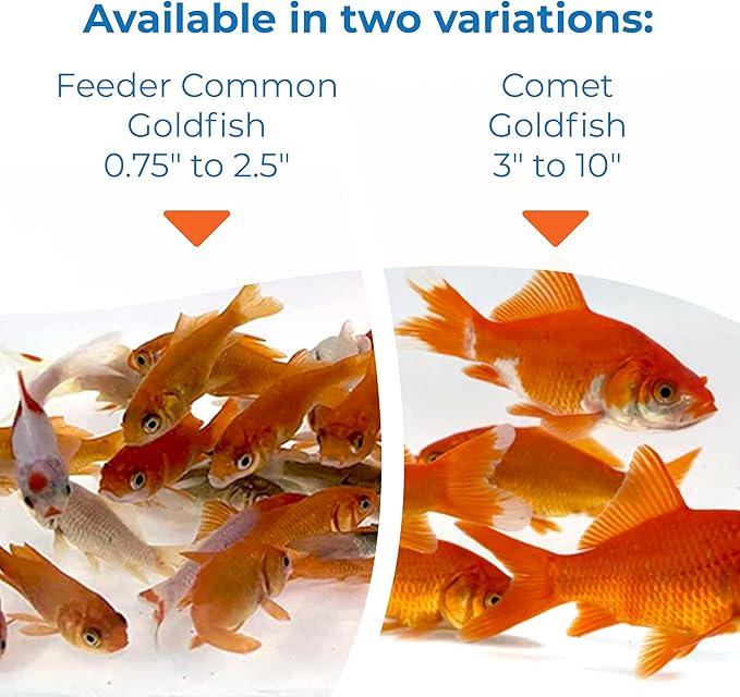 Toledo Goldfish Comet Feeder Goldfish: Live Feeder Goldfish Perfect for Stocking Ponds, Tanks, and Aquariums – 2 to 2.5 inches, 10 Fish