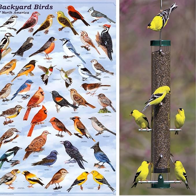 Nyjer Seeds – Premium High Energy Wild Bird Thistle Food – Finches – Garden Backyard Birds – Great for Bird Feeders
