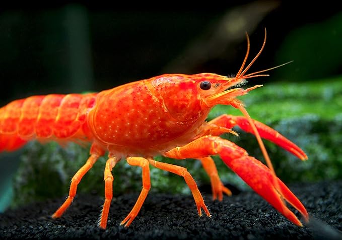 Aquatic Arts 1 Male Neon Red Crayfish | Live Freshwater Aquarium Lobster / Crawfish / Crawdad / Real Living Fish Tank Pet