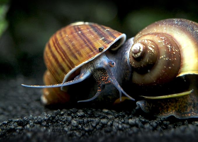Aquatic Arts 10 Live Black Mystery Snails | Freshwater Aquarium Species | Safe in Tetra/Guppy/Betta Fish Tank | Clear Undergravel Substrate