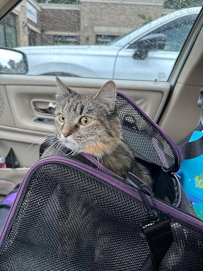 Soft Pet Carrier for Large and Medium Cats, 2 Kitties, Small Dogs. Easy to Get Cat in, Great for Cats that Don't Like Carriers (Black)