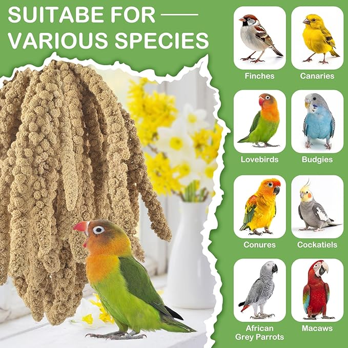 ERKOON 3.5LB Spray Millet Treat, All Natural Sun-Dried Healthy Treat Parrot Food Bird Snack for Parakeets, Lovebirds, Cockatiels, Finches, Budgies, Canaries Hamster, Bird Food Bulk