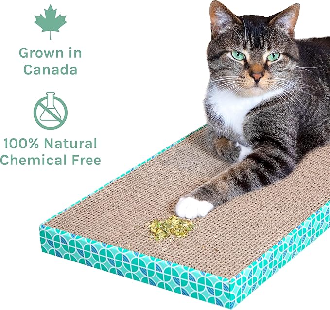 Kitty City Cat Premium Natural Catnip Collection, Catnip Tin