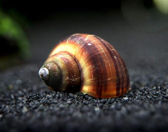 Aquatic Arts 20 Live Black Mystery Snails | Freshwater Scrubber/Real Living Aquarium Glass Clearer | Nano Tank Decorations