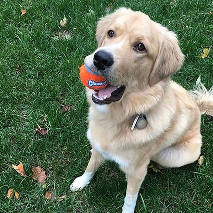 Chuckit! Dog Tennis Ball Dog Toy, Large (3 Inch Diameter) for Dogs 60-100 lbs, Pack of 24