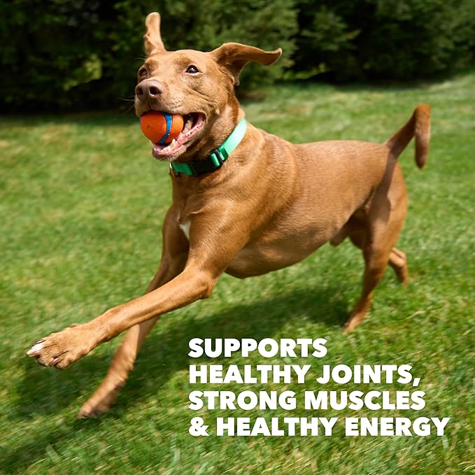 IAMS Proactive Health High Protein Dry Dog Food with Chicken & Beef, 30 lb. Bag