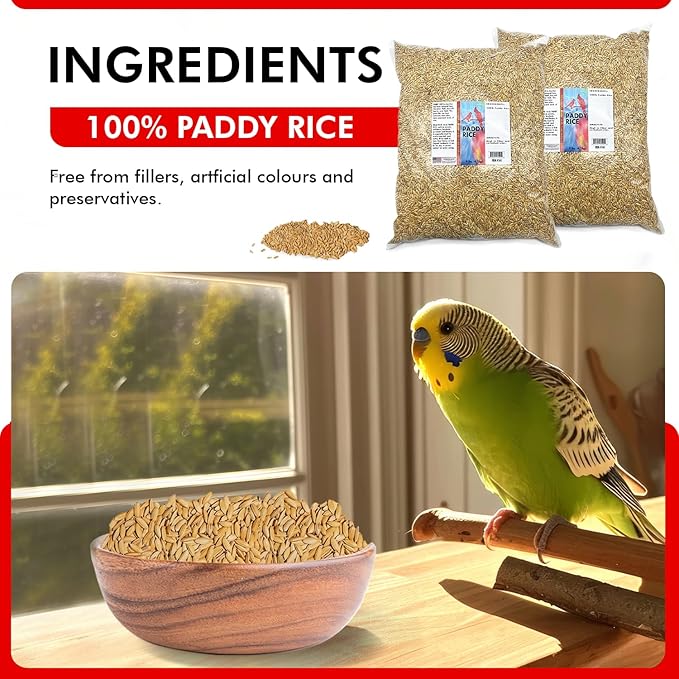 Morning Bird Paddy Rice 18 lbs (2-Pack, 9 lbs Each) Bird Seed – Nutritious Food with Natural Vitamins & Minerals – High Fiber – Supports Feather Health & Immunity – Ideal for Seed-Eating Birds