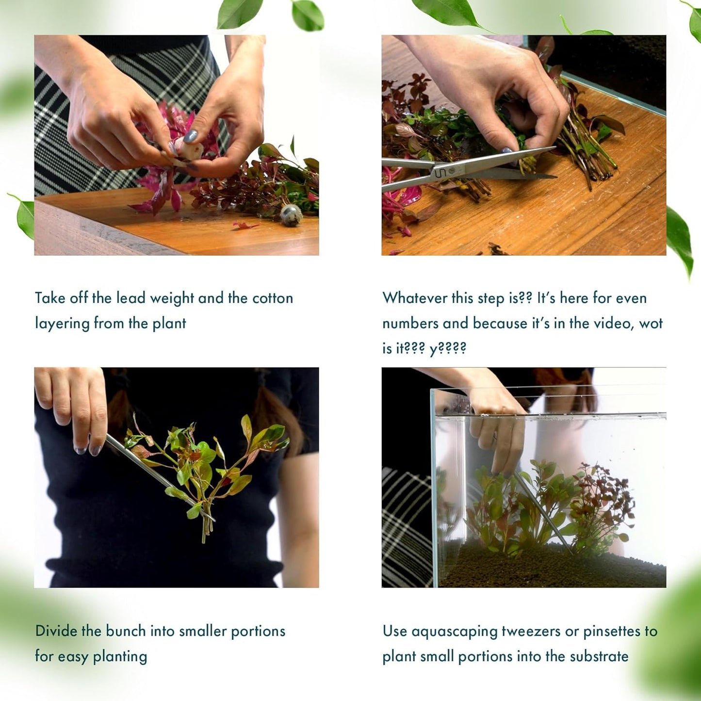 SubstrateSource Live Plants - Alternanthera reineckii ‘Mini’ - Bright Red to Pink Foreground Stem Plant for High Light, CO₂ Aquascaping, Compact Growth Red, Pink, Purple Accent - Lead Bunch