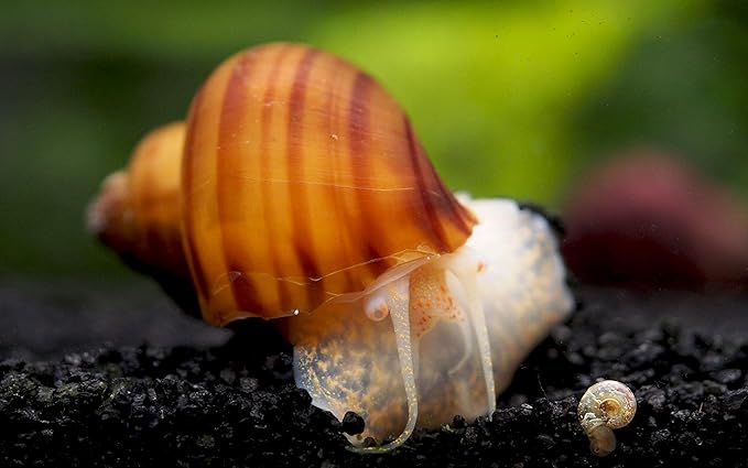 Aquatic Arts 3 Live Albino Mystery Snails | Freshwater Aquarium Species | Safe in Tetra/Guppy/Betta Fish Tanks