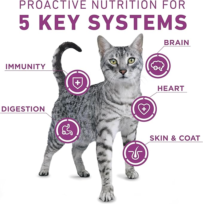 Purina ONE Plus Whole Body Support with Chicken Dry Cat Food - 22 lb. Bag
