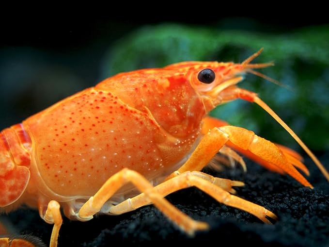 Aquatic Arts 1 Male Neon Red Crayfish | Live Freshwater Aquarium Lobster / Crawfish / Crawdad / Real Living Fish Tank Pet