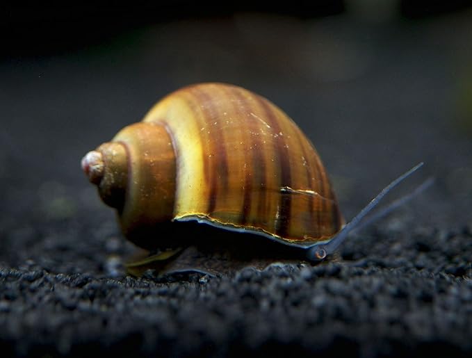 Aquatic Arts 5 Live Black Mystery Snails Freshwater Aquarium Species/Real Living Glass Fish Tank Clearer | Nano Pets/Natural Decorations