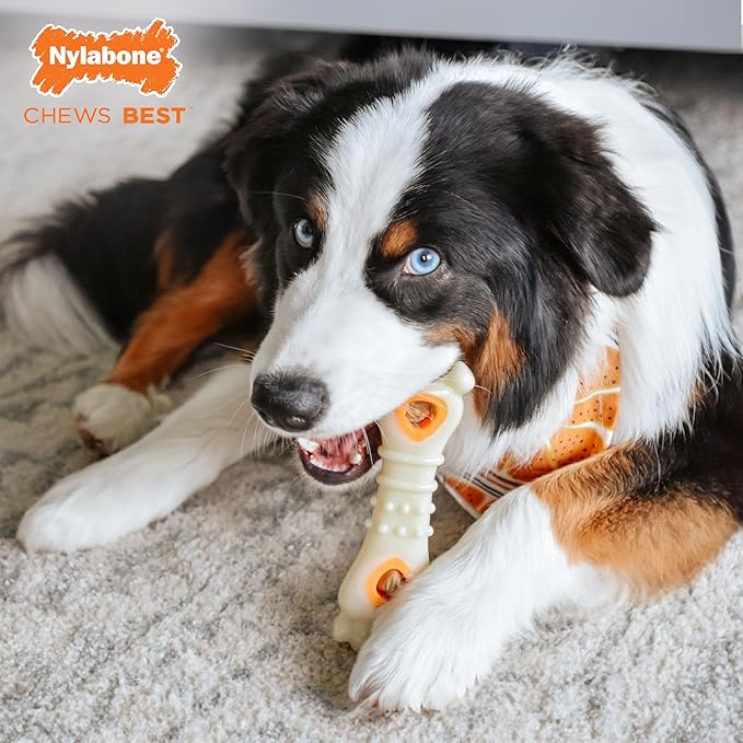 Nylabone Power Chew Knuckle Bone Pop-In Treat Toy for Dogs, Interactive Treat Dispensing Dog Chew Toys to Keep Them Busy, Slow Feeder, Long Lasting Chicken Flavor, Large Dogs - Up to 50 lbs