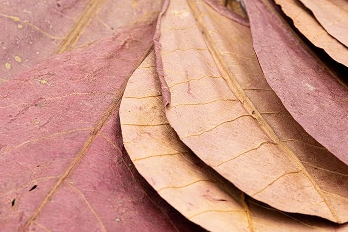 Awesome Aquatic Betta Shrimp Leaves 50 4"-6" Premium Catappa Indian Almond Leaves Aquarium Fish Shrimp Betta Tanks Blackwater Habitat Health Color Natural Habitat Tannin Improves Immunity