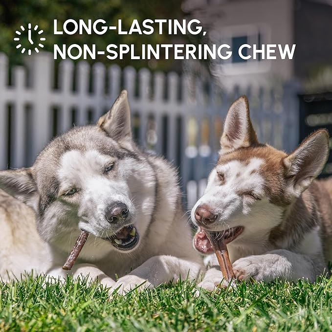 Downtown Pet Supply USA Sourced Bully Sticks for Dogs - Grass-fed Beef Chews, Low-Odor & Rawhide-Free, Long Lasting Dog Treats - Healthy, Safe & Delicious Chews (12" 50 Pack)