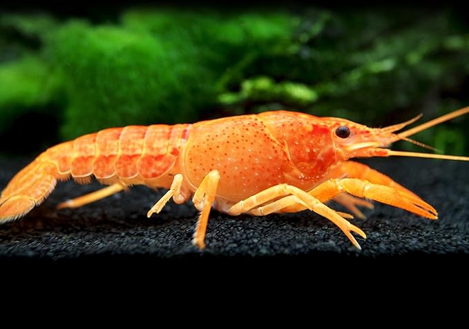 Aquatic Arts 1 Male Neon Red Crayfish | Live Freshwater Aquarium Lobster / Crawfish / Crawdad / Real Living Fish Tank Pet