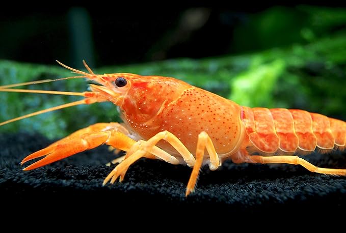 Aquatic Arts 1 B-Grade Neon Red Crayfish | Live Freshwater Aquarium Lobster/Crawfish/Crawdad/Real Living Fish Tank Pet