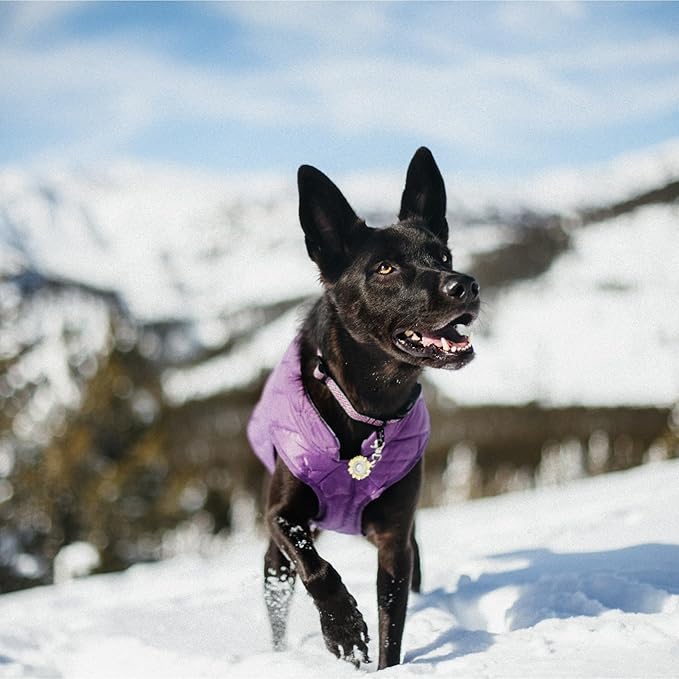 Kurgo Loft Dog Jacket - Reversible Cozy Coat for Outdoor Adventures - Water Resistant - Athletic Fit - Machine Washable Fabric - Reflective Dog Gear - X-Small - Deep Violet
