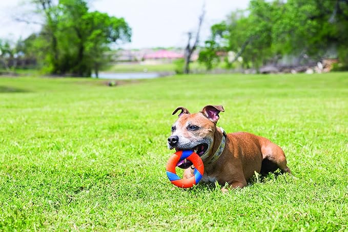 Chuckit! UltraRing Fetch and Chase Outdoor Dog Toy All Breeds (Pack of 12)